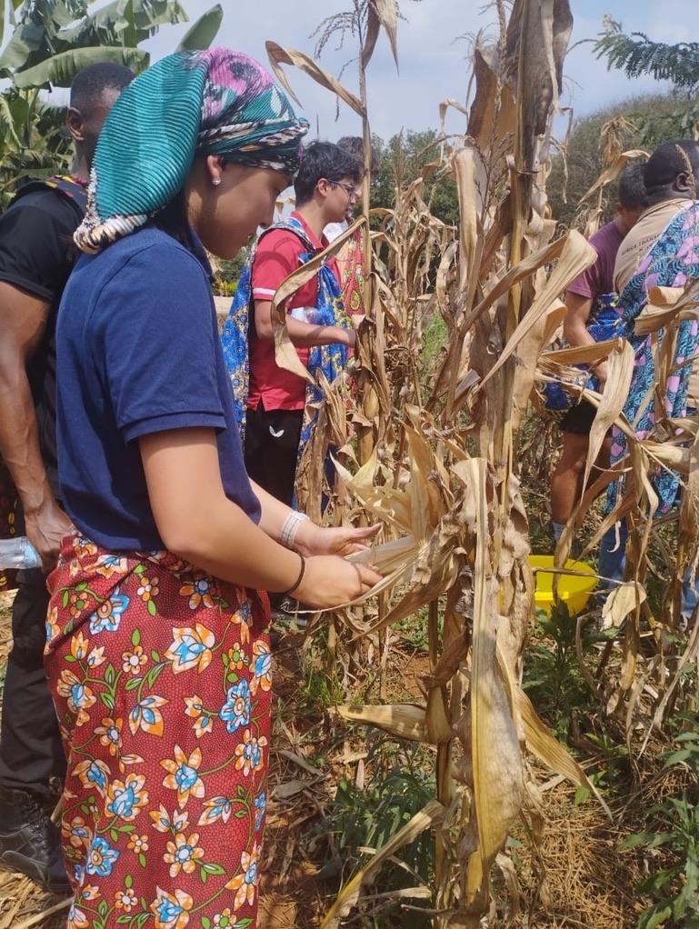 Alexis and local families harvesting maize together during the 2025 gold-youth program.